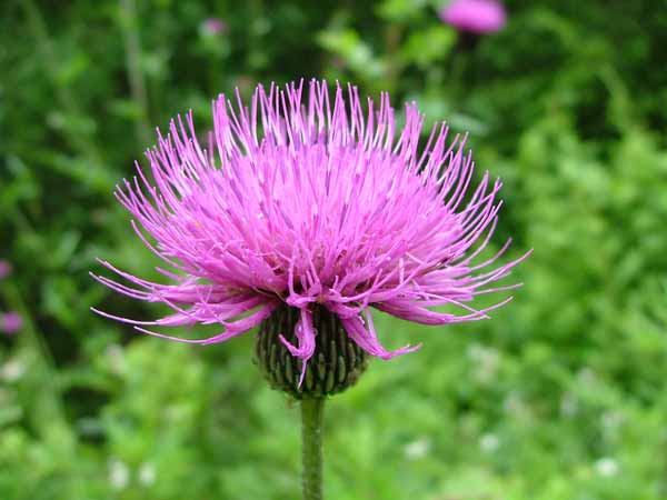 厳寒の地でのガーデニング（花もの）