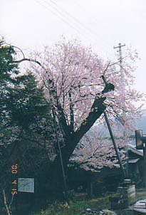 殿町の桜