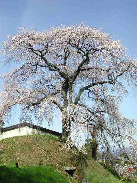 麻績の里の石塚桜 