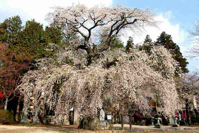 瑠璃寺の桜 