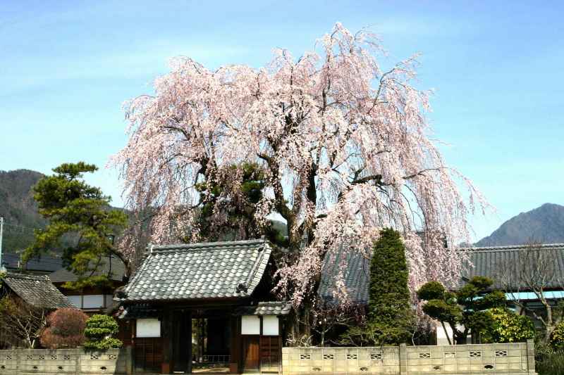 増泉寺のしだれ桜