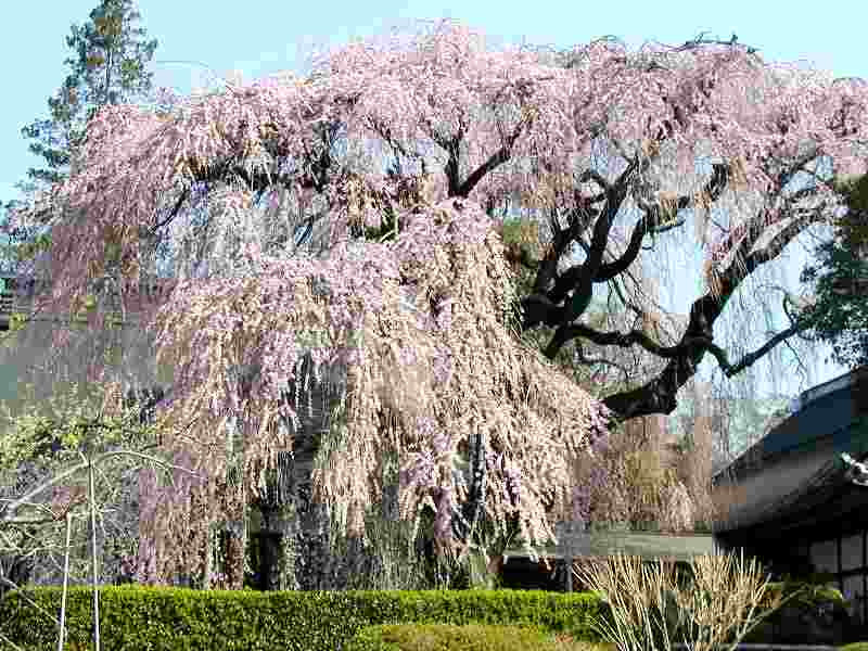 慈雲寺の糸桜１