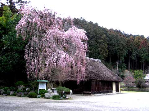 高麗神社のしだれ桜