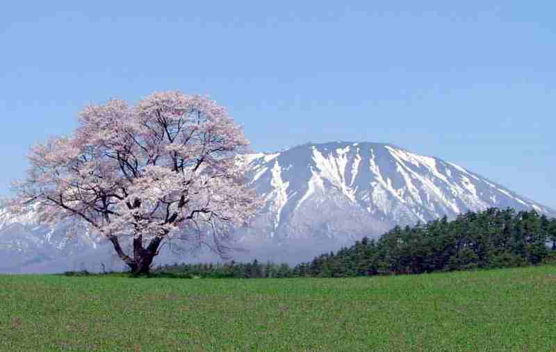 小岩井牧場の桜