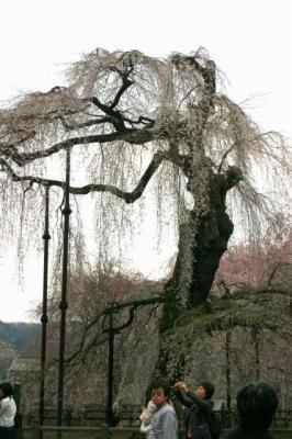 清雲寺の桜