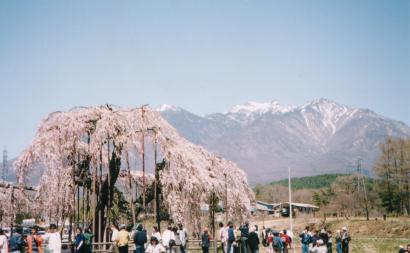 神田の大糸桜１