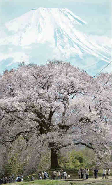 富士山をバックにしたわに塚の桜