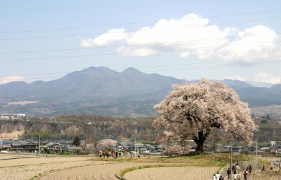 田んぼの中のわに塚の桜
